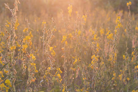 flower background in the morningの写真素材