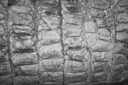 tint brown crocodile skin texture as a wallpaperの写真素材