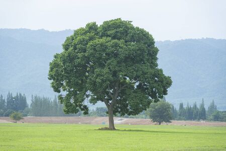 single big tree in grassland