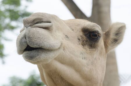 camel in zooの写真素材