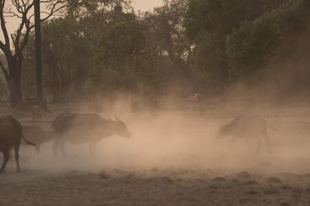 water buffalo in paddy field with sunsetの写真素材