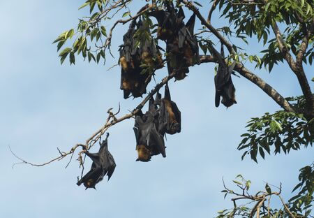bats on tree