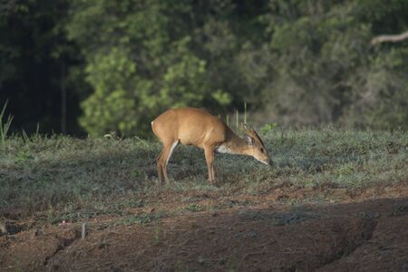 the barking deer in Khao Yai National Parkの写真素材
