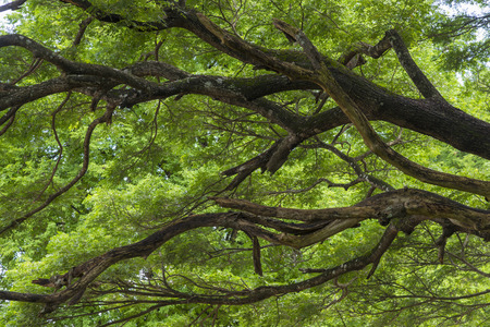 branch of big tree