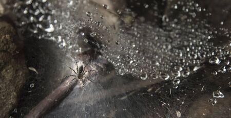 tropical rain forestの写真素材