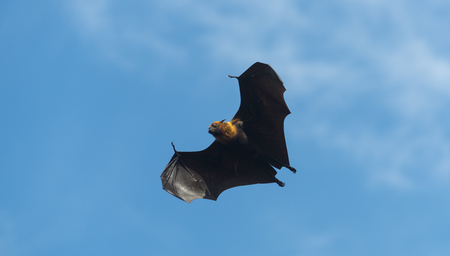 the biggest bats on the world