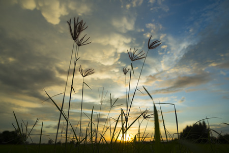 Dry Yellow Grass Meadow In Sunset Sunrise Sunlight. Autumn In Thailandの写真素材