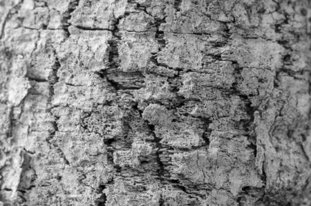 tree bark texture in black and whiteの写真素材