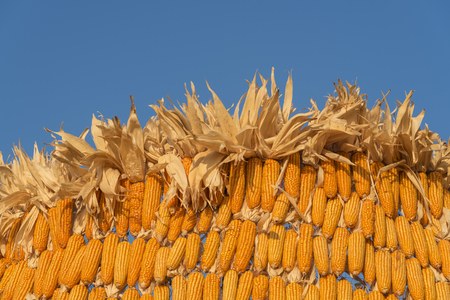 Grains of ripe corn. Macro image.の写真素材