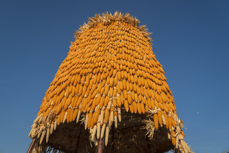 Grains of ripe corn. Macro image.の写真素材