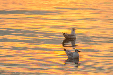 Seagull sunset background, on the seaの写真素材