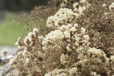 Dried flowers for restaurantsの写真素材