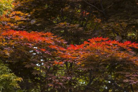 red maple leaf in Japanの写真素材