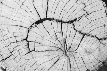 abstract natural wooden texture backgroundの写真素材