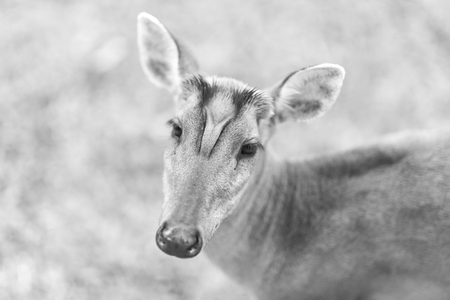 Barking deer on nature field at Khao Yai National Park,Thailand, black and whiteの写真素材