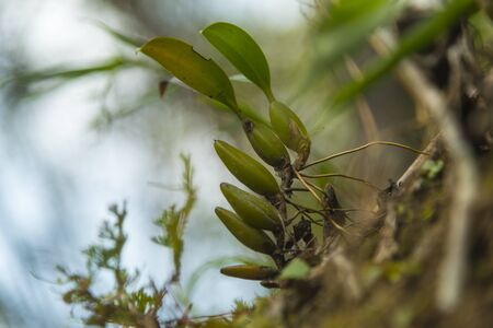 tropical forest flower plantの写真素材
