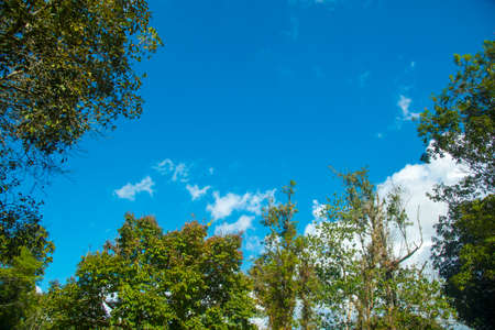 canopy tree cover with blue skyの写真素材
