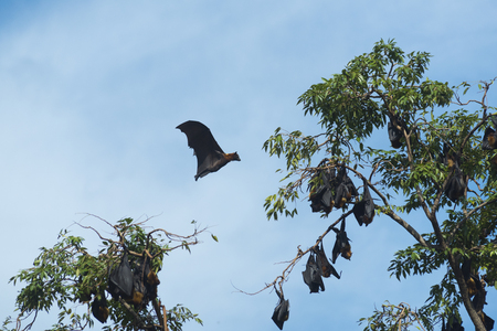 giant black batsの写真素材