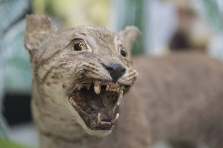 Wild animals staff in the museumの写真素材