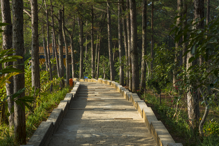 Beautiful landscape of nature at Dalat countryside, a famous place for Vietnam travel, street through wonderful pine forest, sunlight through pine tree make amazing scene on day, impression jungleの写真素材