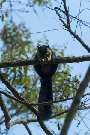 Black Giant Squirrelの写真素材