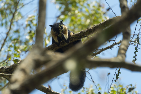 Black Giant Squirrelの写真素材