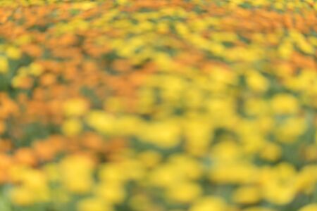 blurry background of yellow flowerの写真素材