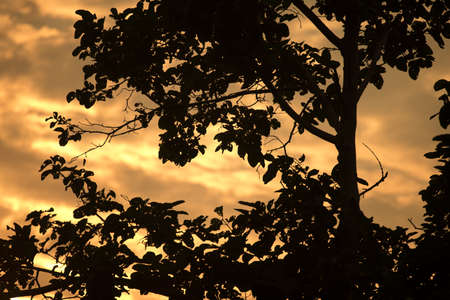 Branch of tree sunsetの写真素材