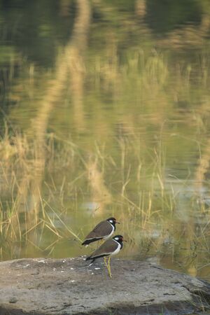 Red Wattled Lapwing