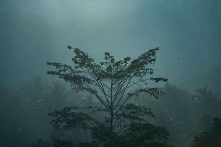 the morning forest with mistの写真素材