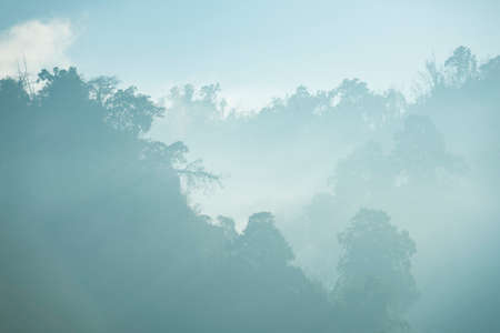 the morning forest with mistの写真素材