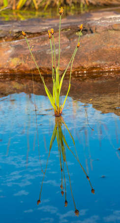 flower grass reflection on water