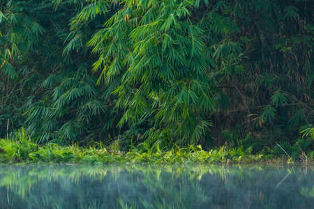 forest reflection on water lakeの写真素材