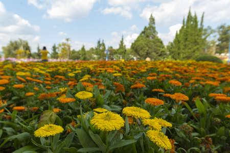 flower garden in Da lat, Vietnamの写真素材