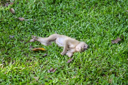 Monkey carcasses deadの写真素材