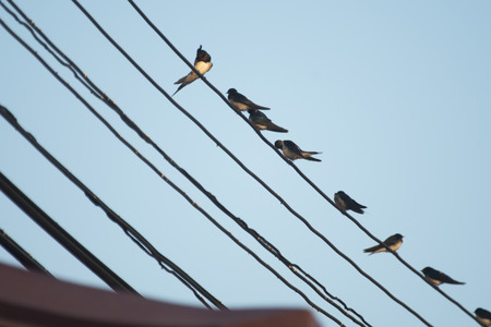 bird in nature, Thailandの写真素材
