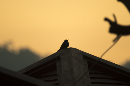 bird in nature, Thailandの写真素材