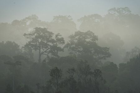 morning fog in dense tropical rainforest, Thailandの写真素材