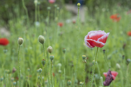 Flowers plantation in Da Lat. Vietnamの写真素材