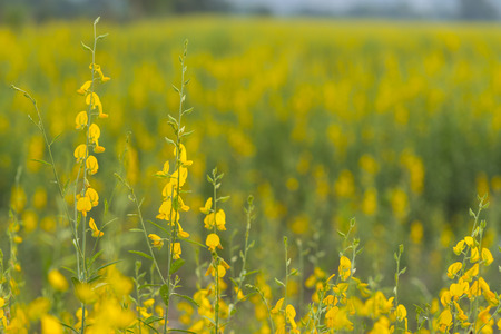 yellow flower field in Thailand mountainの写真素材