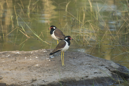 Red Wattled Lapwing