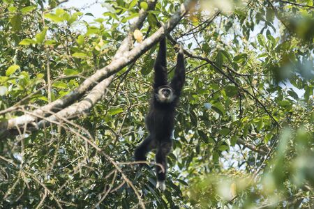 White-handed Gibbon in Khao Yai National Parkの写真素材