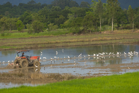 Chiang Mai, Thailand - January 29, 2016: Farmers were plowing in preparation for planting in Mae Chaem District, Chiang Mai. Northern Thailand.のeditorial素材