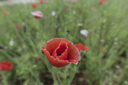 Flowers plantation in Da Lat. Vietnamの写真素材