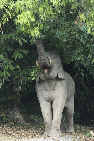 Single Asian elephant eating plant in Khao Yai National Park, Thailand