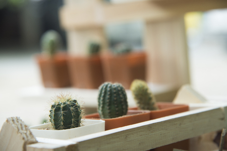 cactus with wood tableの写真素材
