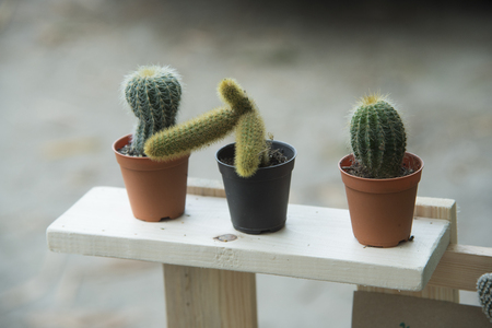 cactus with wood tableの写真素材