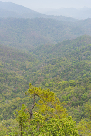 Forested mountain slope in low lying cloud with the evergreen conifers shrouded in mist in a scenic landscape viewの写真素材