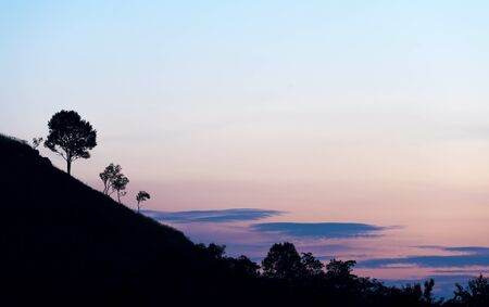 tree sunsetの写真素材