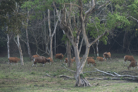 Endangered species in IUCN Red List of Threatened Species Banteng (Bos javanicus) family was beware in group position in real nature at Hui Kha Kheang wildlife sanctuary in Thailandの写真素材